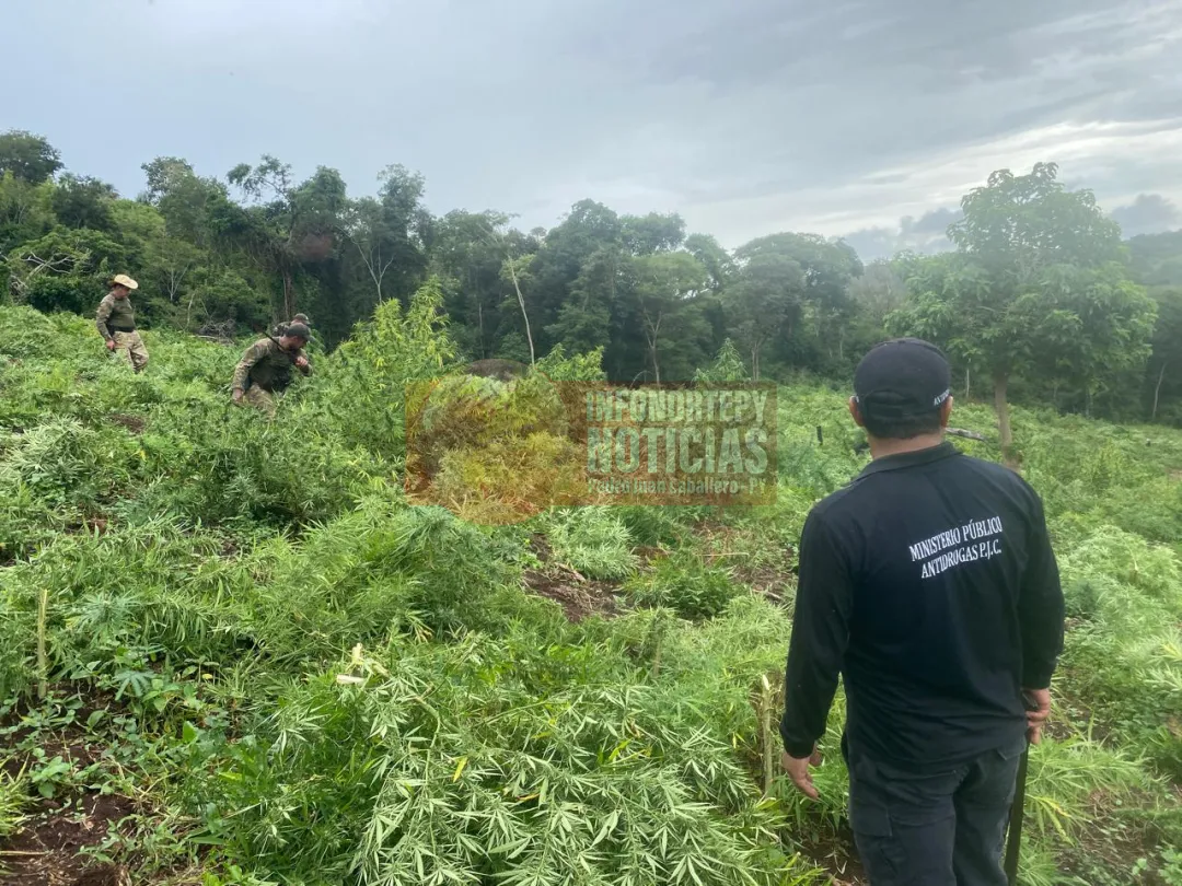 Destruyen 9 hectáreas de marihuana en zona de Zanja Pytã