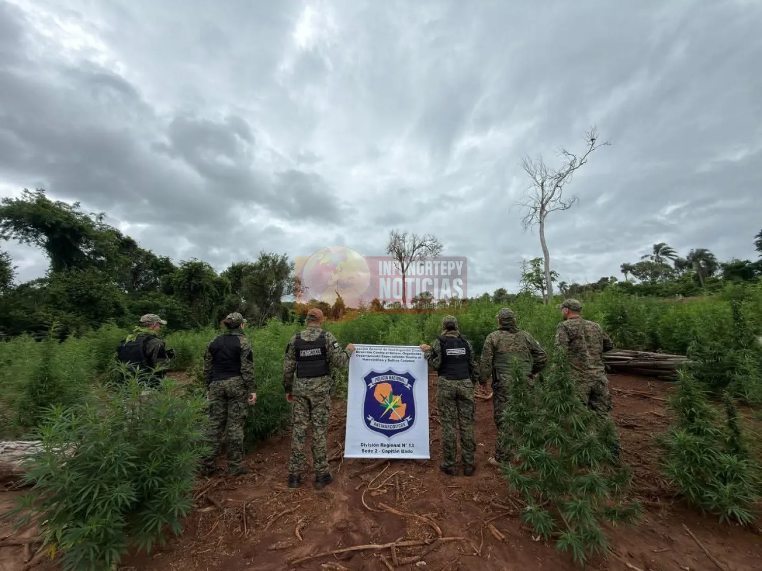 Antinarcóticos destruye tres hectáreas de marihuana en operativo rural en Capitán Bado