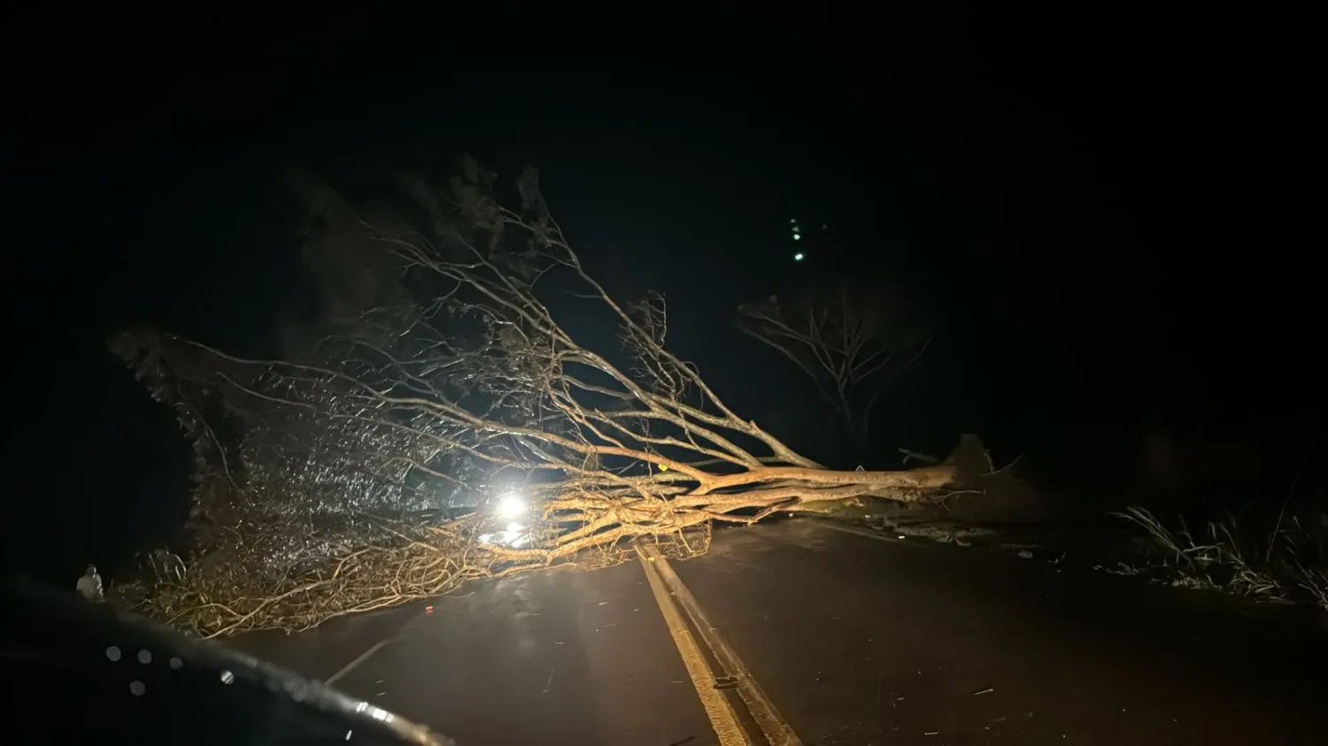 Tormenta provoca caída de árboles y accidente en Pedro Juan