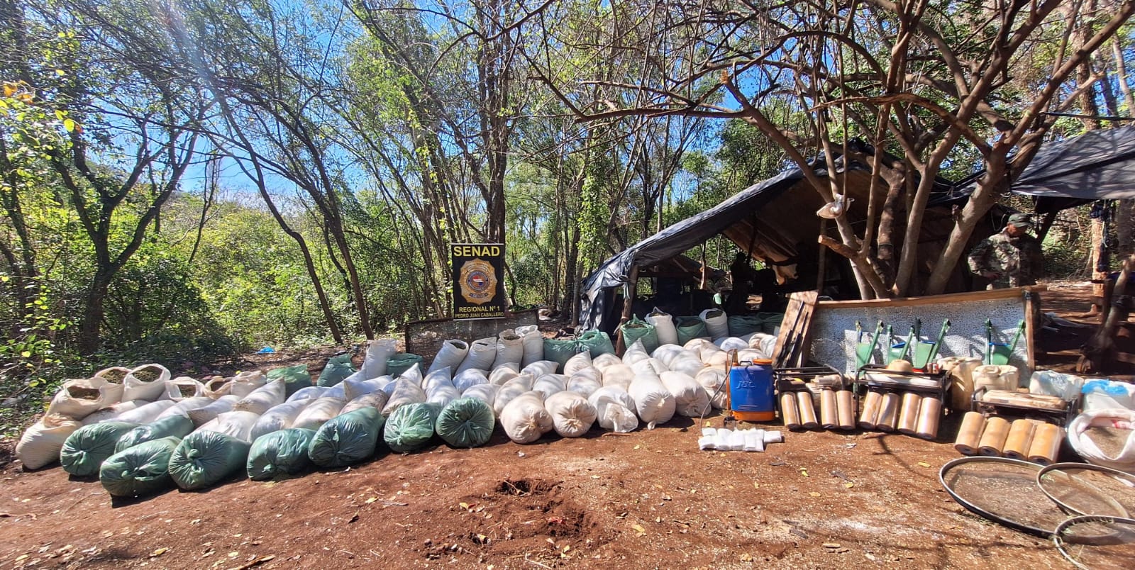 SENAD destruyó 5 hectáreas de marihuana en Pedro Juan