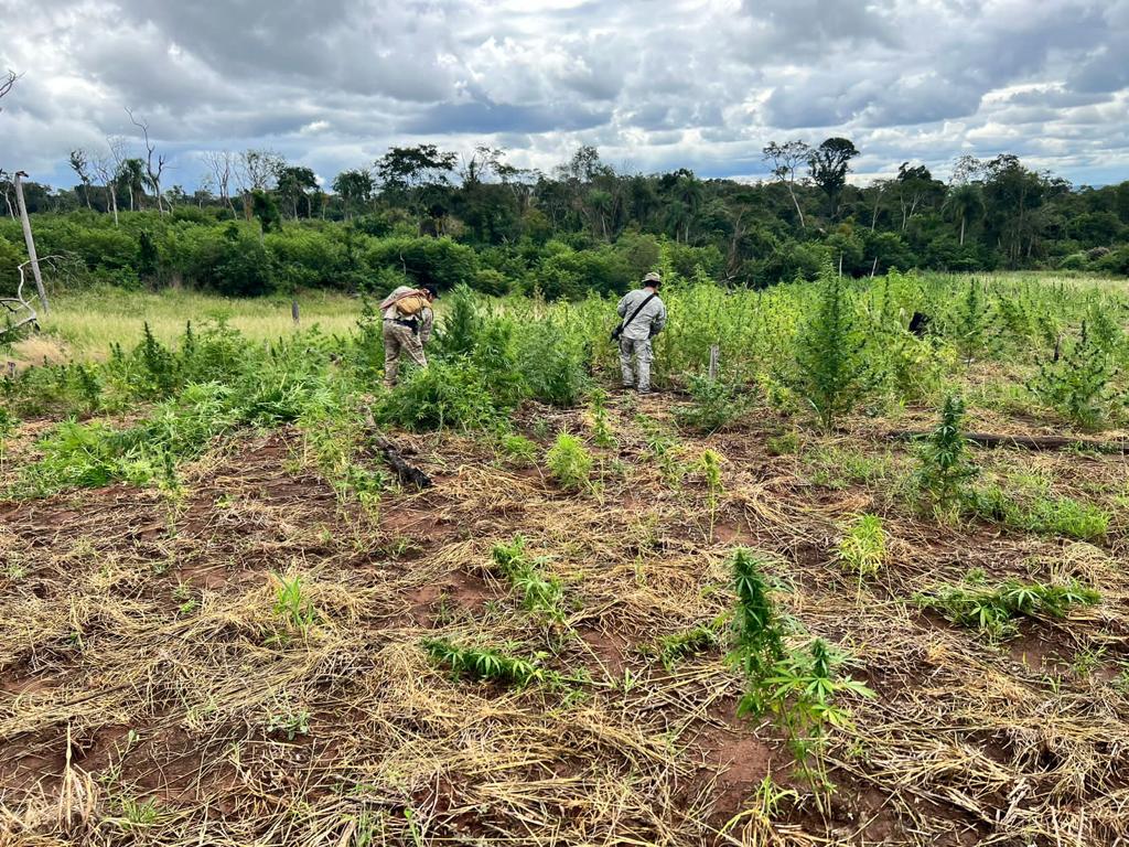Más destrucción de marihuana en zona de Bella Vista