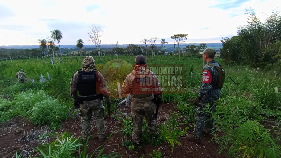 SENAD y el CODI anularon 45 toneladas de Marihuana en Pedro Juan