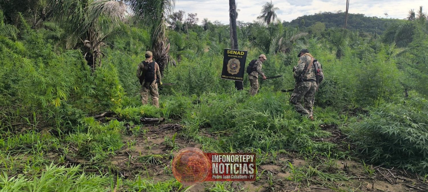 SENAD destruye 18 toneladas de marihuana en zona rural de Bella Vista Norte