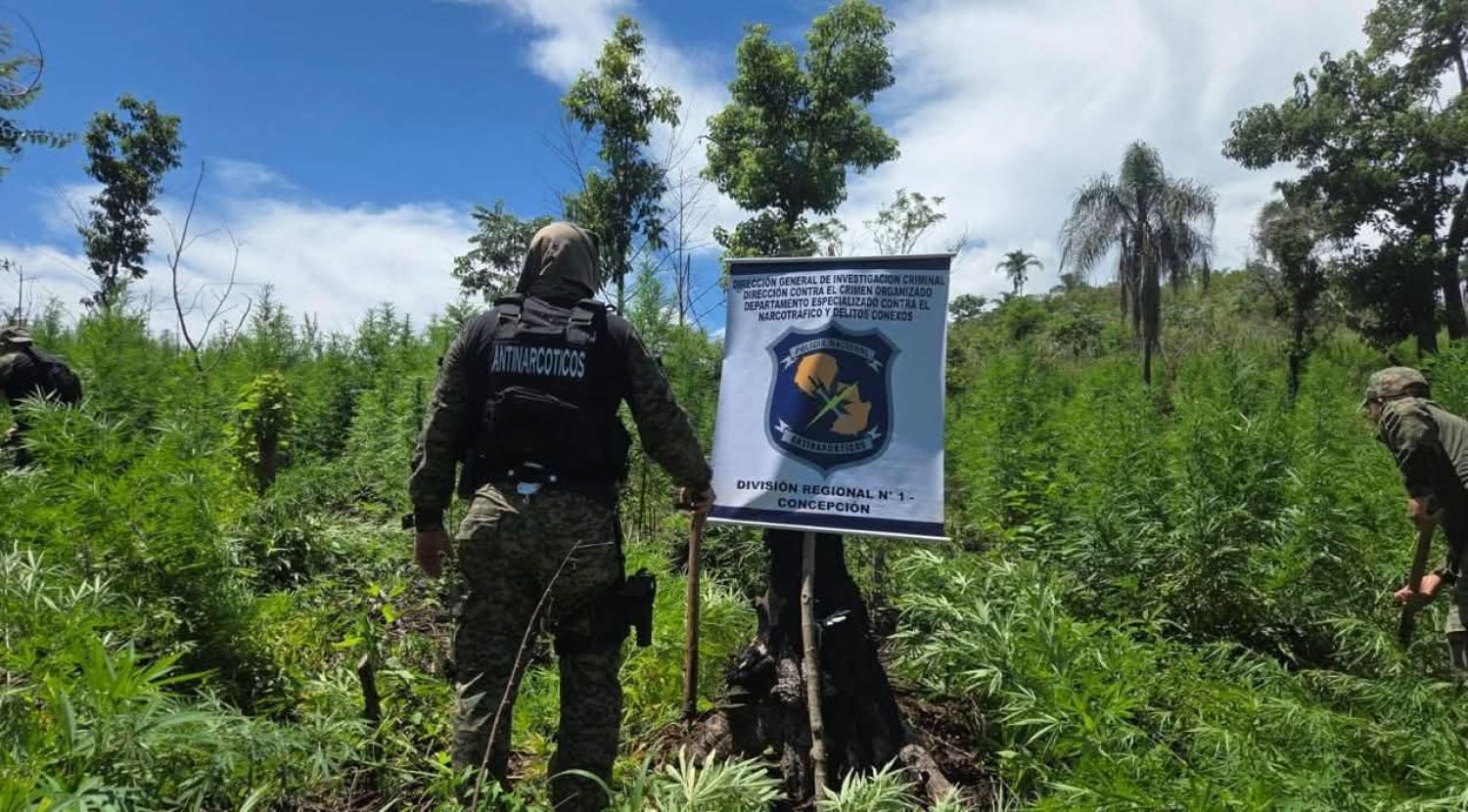 Allanamiento en Cerro Corá: destruyen 12 hectáreas de supuesta marihuana y campamentos precarios