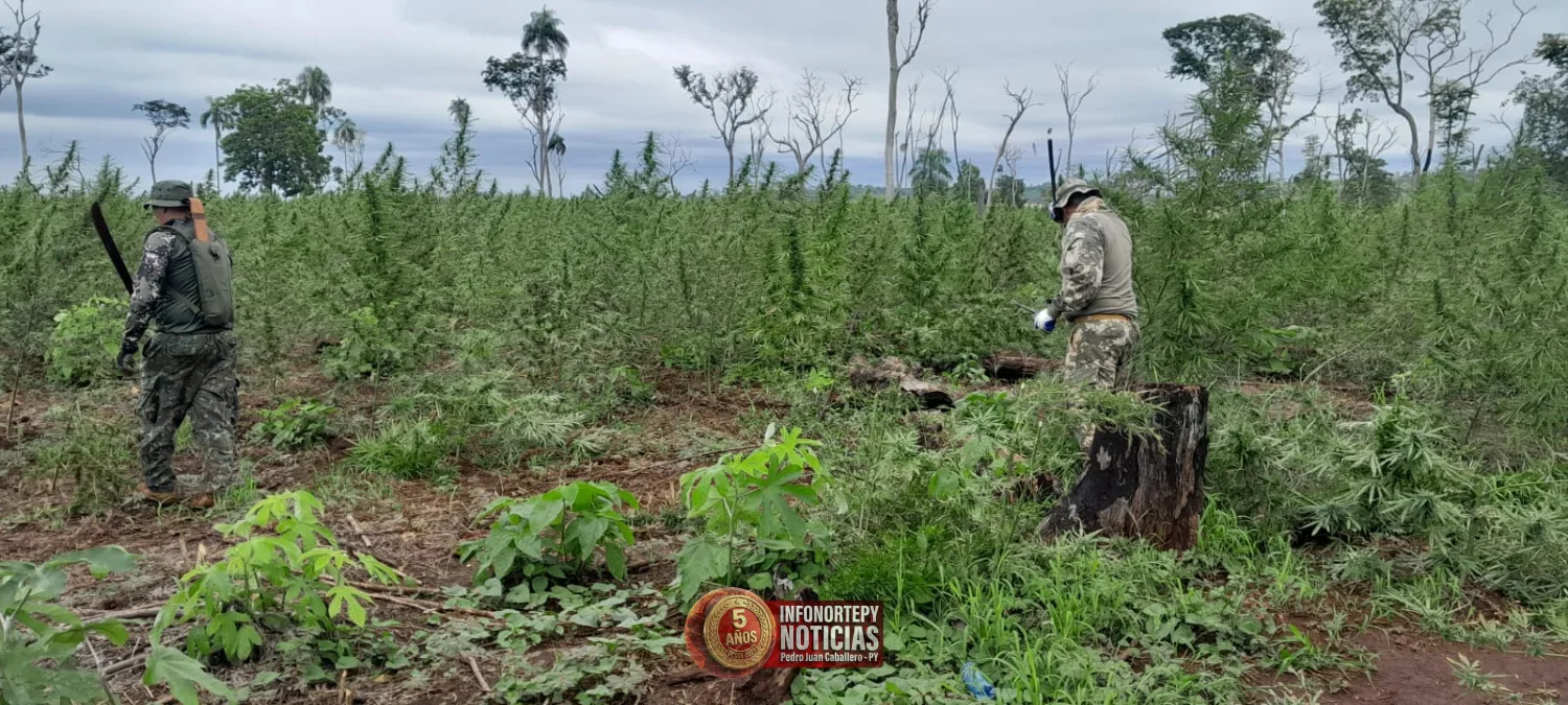 Fase 55 de “Nueva Alianza” inicia con 42 campamentos desmantelados y 126 toneladas de marihuana eliminadas