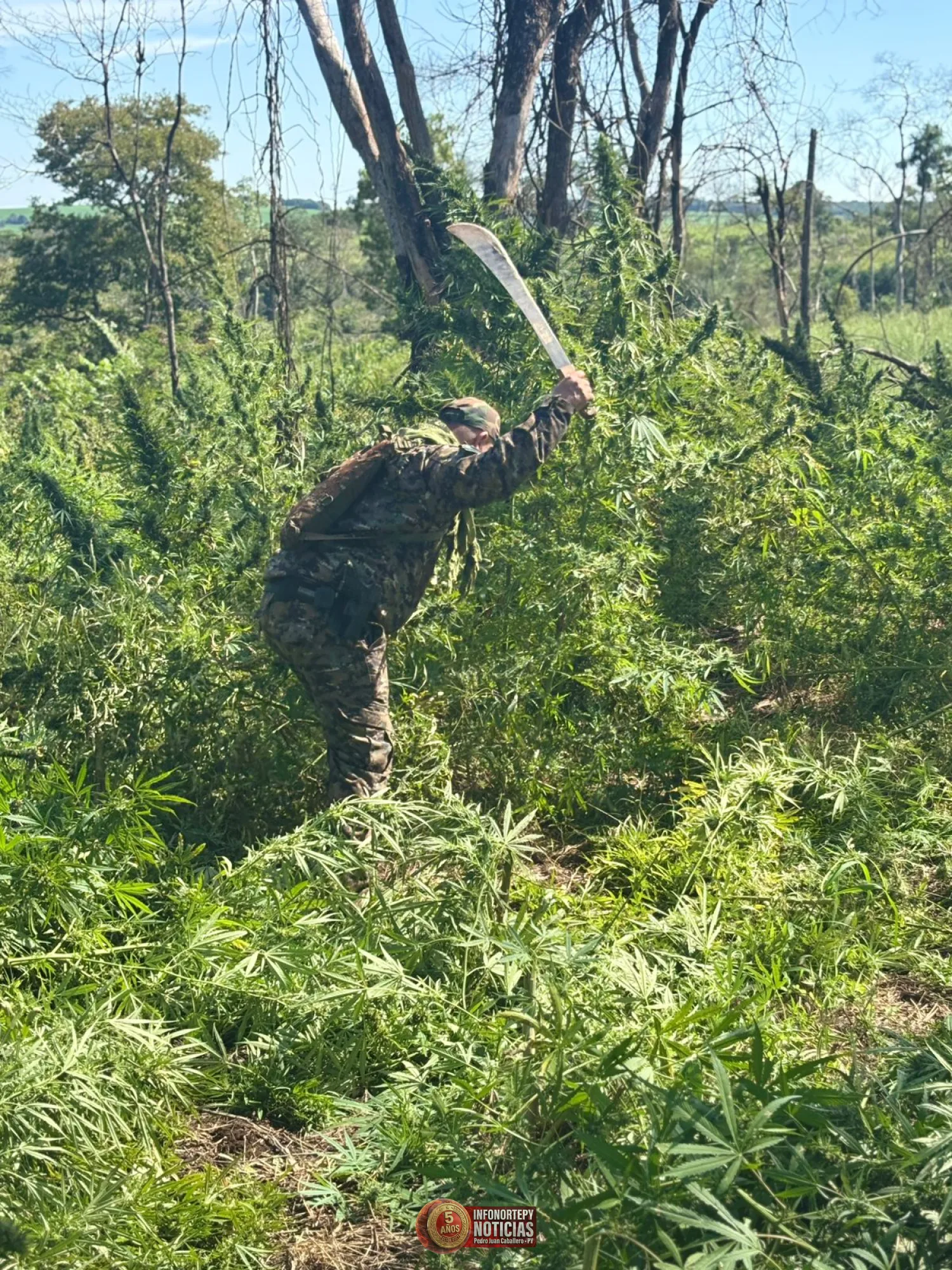 Destruyen 5 hectáreas de supuesta marihuana en operativo en Cerro Corá’i