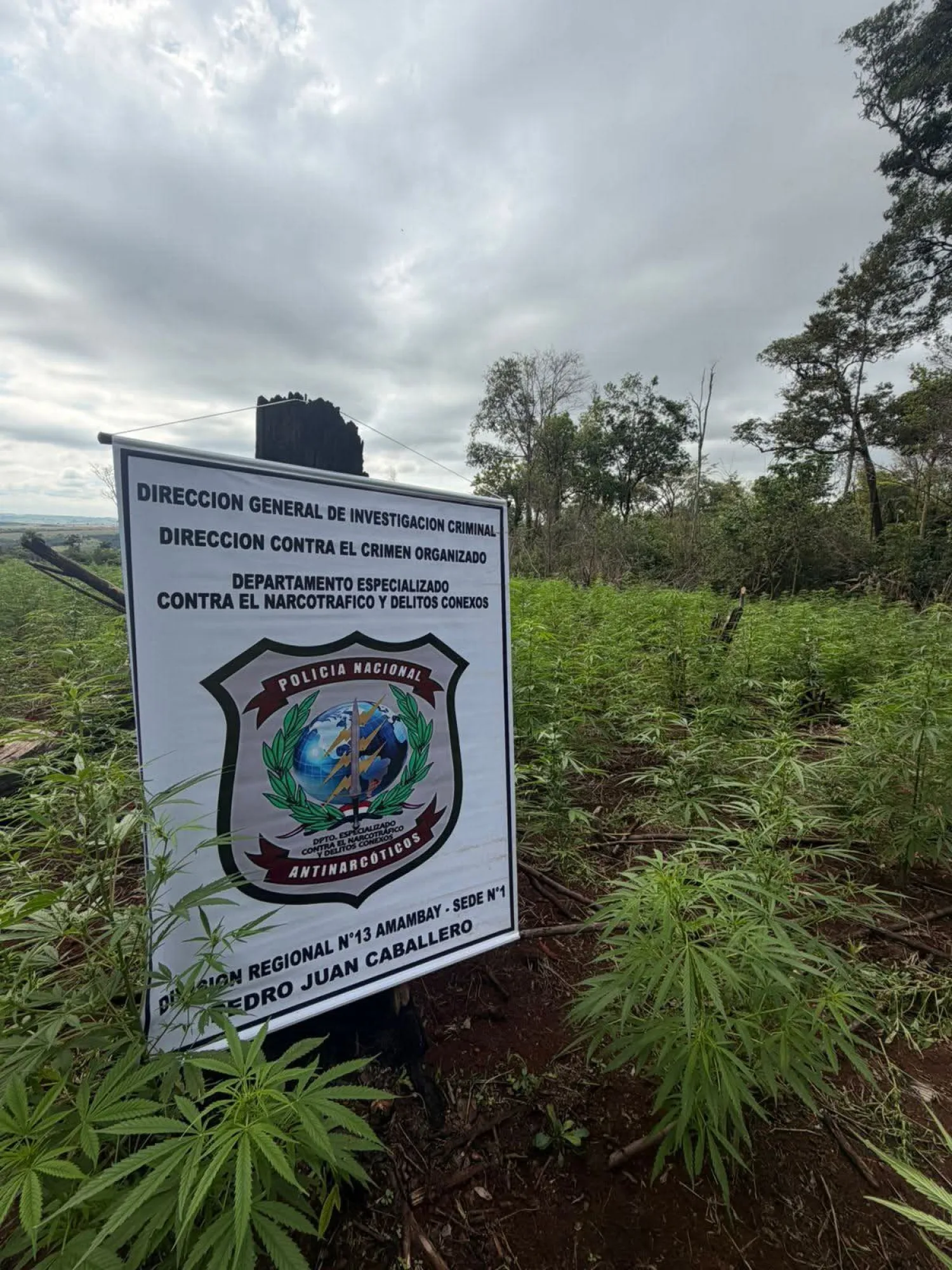 Destruyen más de 4.000 kilos de supuesta marihuana durante allanamiento rural en Pedro Juan
