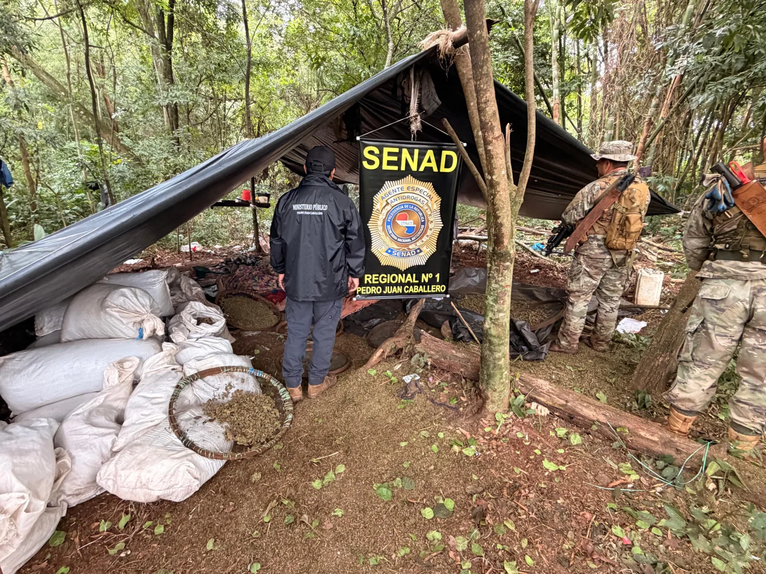 𝗦𝗘𝗡𝗔𝗗 𝗱𝗲𝘀𝘁𝗿𝘂𝘆𝗲 𝗺à𝘀 𝗱𝗲 𝟭𝟬 𝘁𝗼𝗻𝗲𝗹𝗮𝗱𝗮𝘀 𝗱𝗲 𝗺𝗮𝗿𝗶𝗵𝘂𝗮𝗻𝗮 𝗲𝗻 𝗰𝗮𝗺𝗽𝗮𝗺𝗲𝗻𝘁𝗼𝘀 𝗰𝗹𝗮𝗻𝗱𝗲𝘀𝘁𝗶𝗻𝗼𝘀 en Cerro Corá