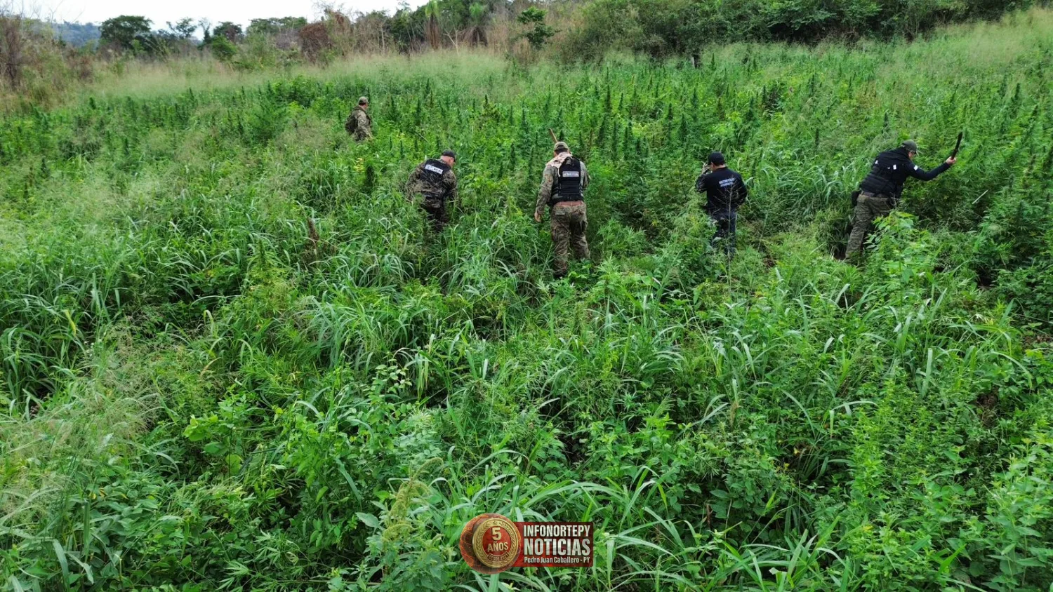 Destruyen seis hectáreas de supuesta marihuana en zona rural de Cerro Corá