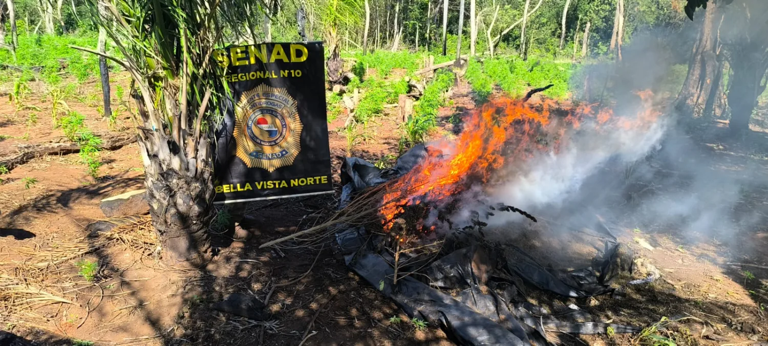SENAD erradica 18 toneladas de marihuana y destruye dos campamentos clandestinos en Bella Vista Norte