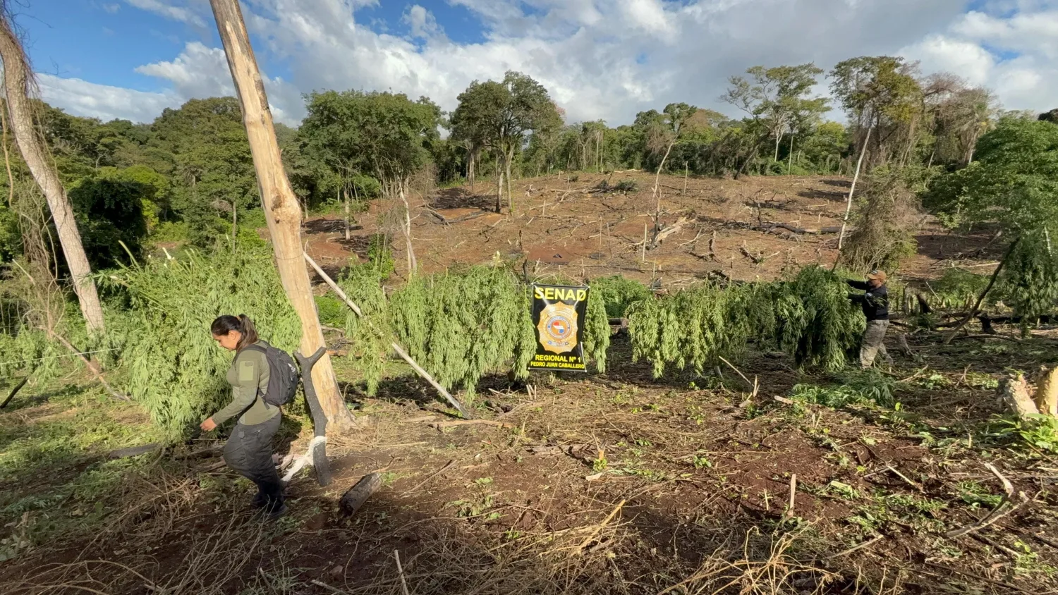 SENAD destruye más de 10 toneladas de cannabis y desmantela infraestructura narco en Cerro Corá