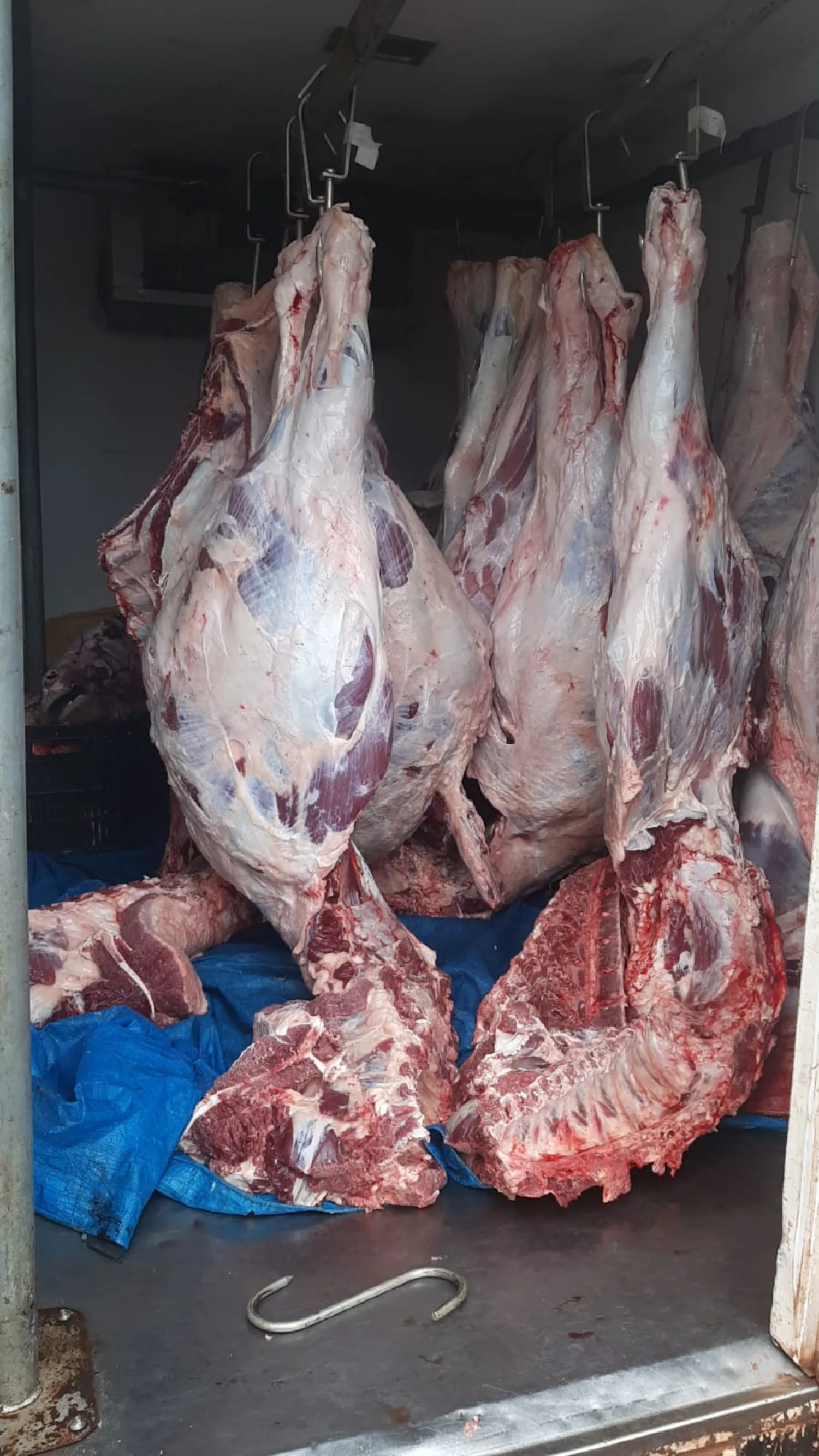 PJC: Transportaban carne vacuna sin documentos, pero fueron liberados tras justificar la procedencia de la carga