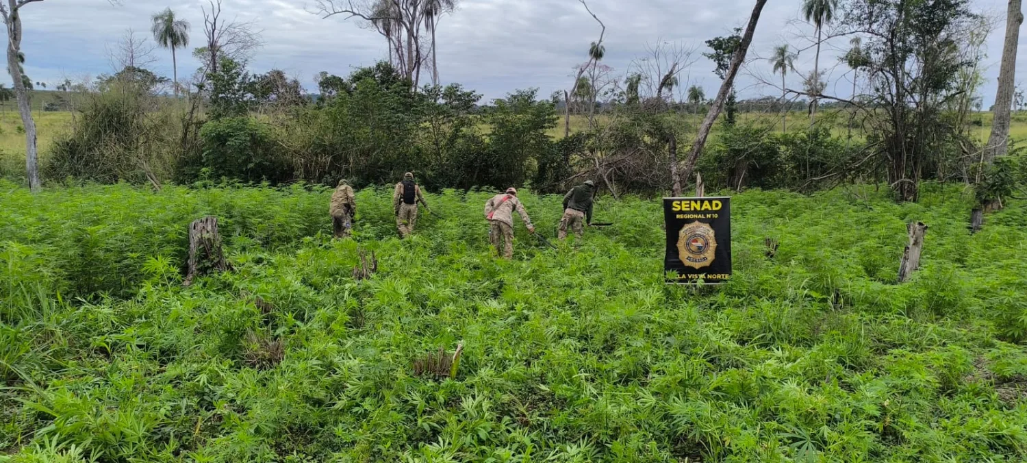 SENAD elimina 12 toneladas de marihuana y desmantela infraestructura de producción en Bella Vista Norte