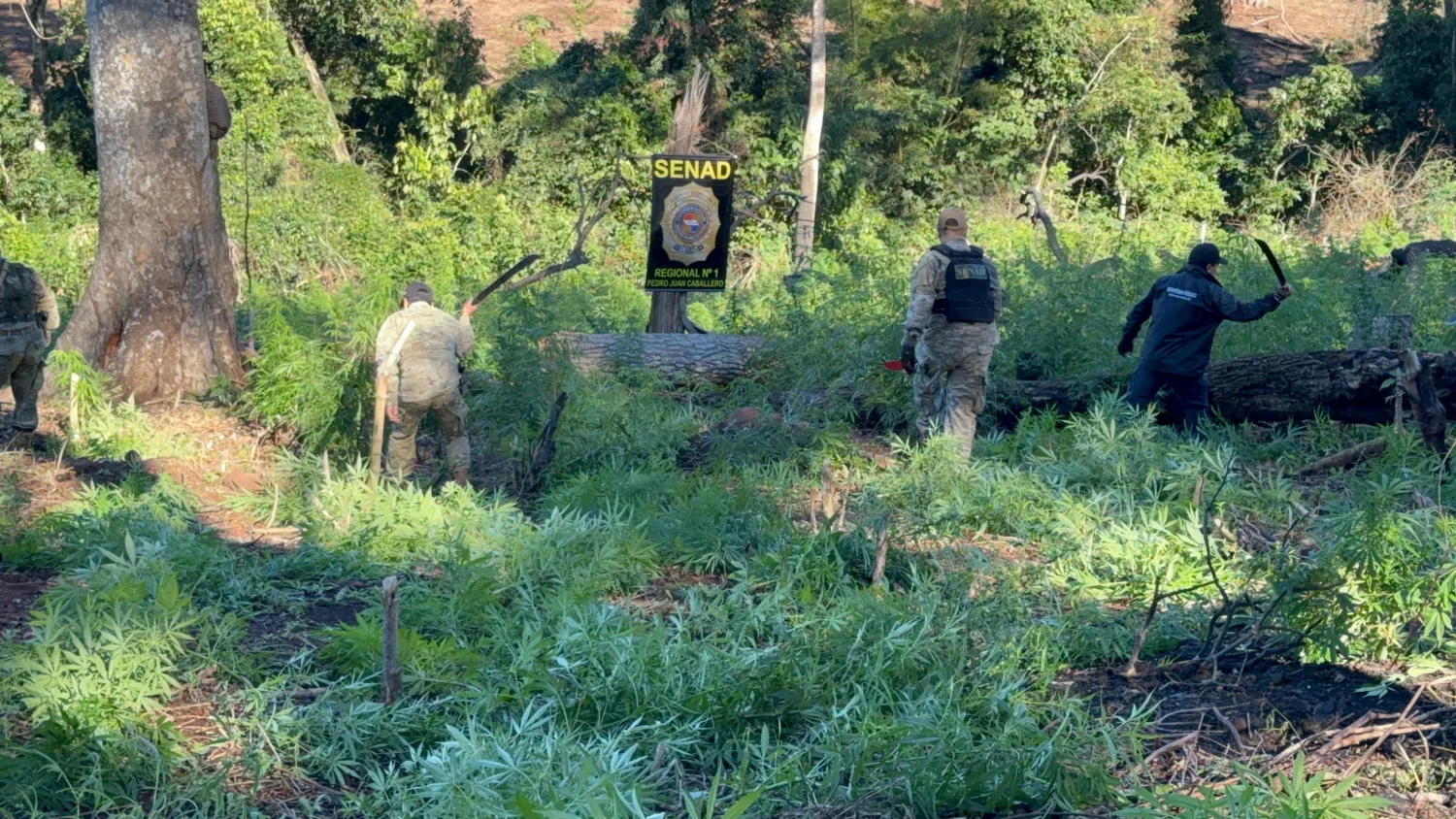 .SENAD destruye 9 hectáreas de marihuana en Cerro Corá