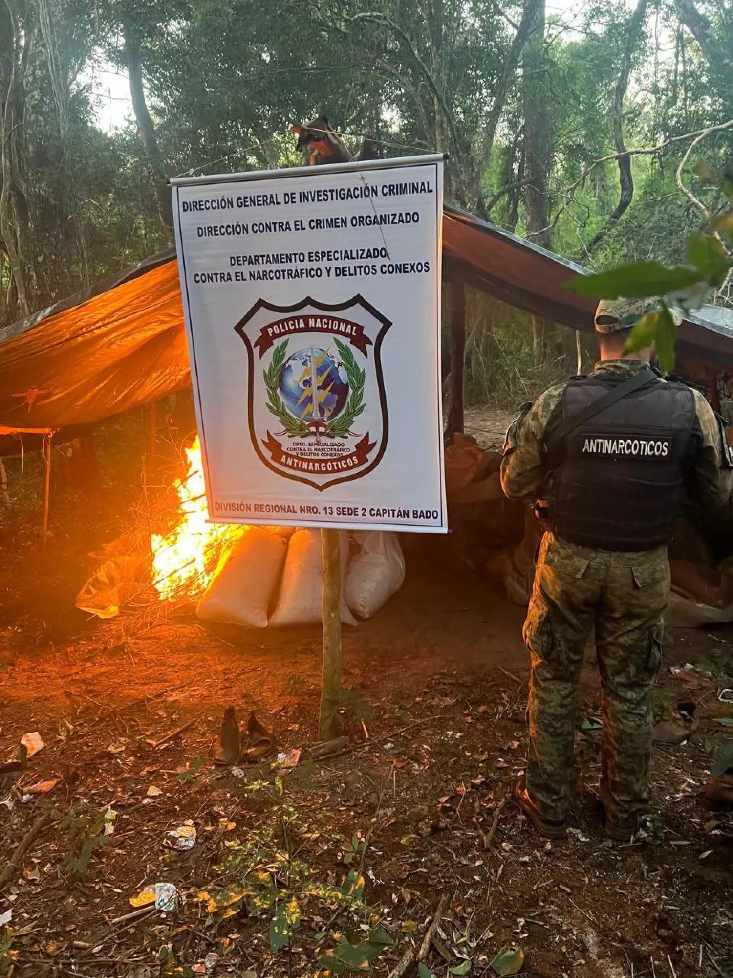 Destruyen e incineran 2.600 kilos de marihuana en Capitán Bado