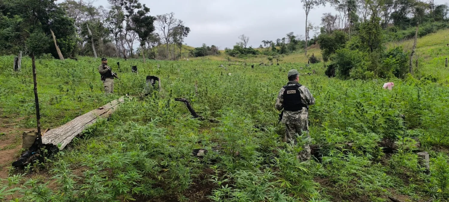SENAD DESTRUYE MÁS DE 20 TONELADAS DE MARIHUANA EN DOS OPERATIVOS EN BELLA VISTA NORTE