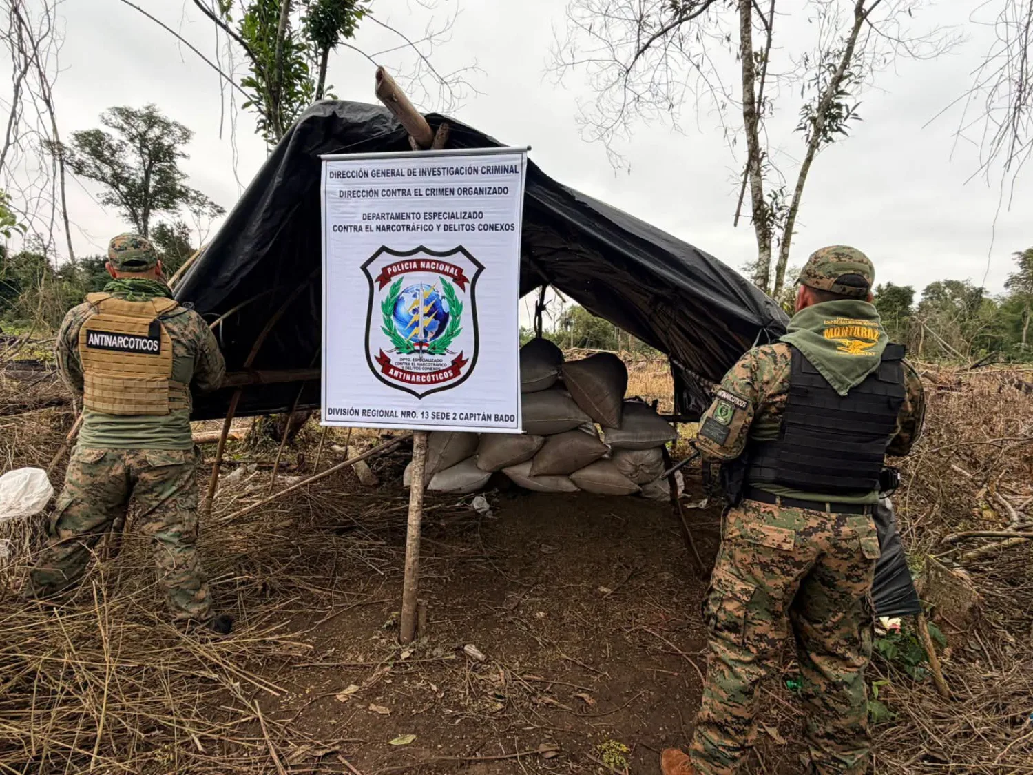 DESTRUYEN 4 HECTÁREAS DE MARIHUANA Y MÁS DE 1.250 KILOS DE DROGA EN CAPITÁN BADO
