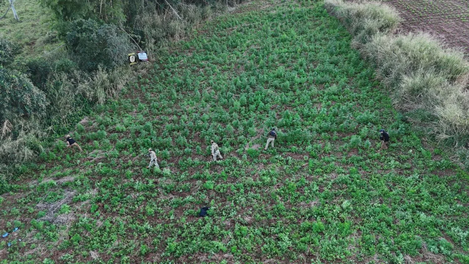 SENAD destruye plantación mecanizada de marihuana en Capitán Bado y detiene a un hombre