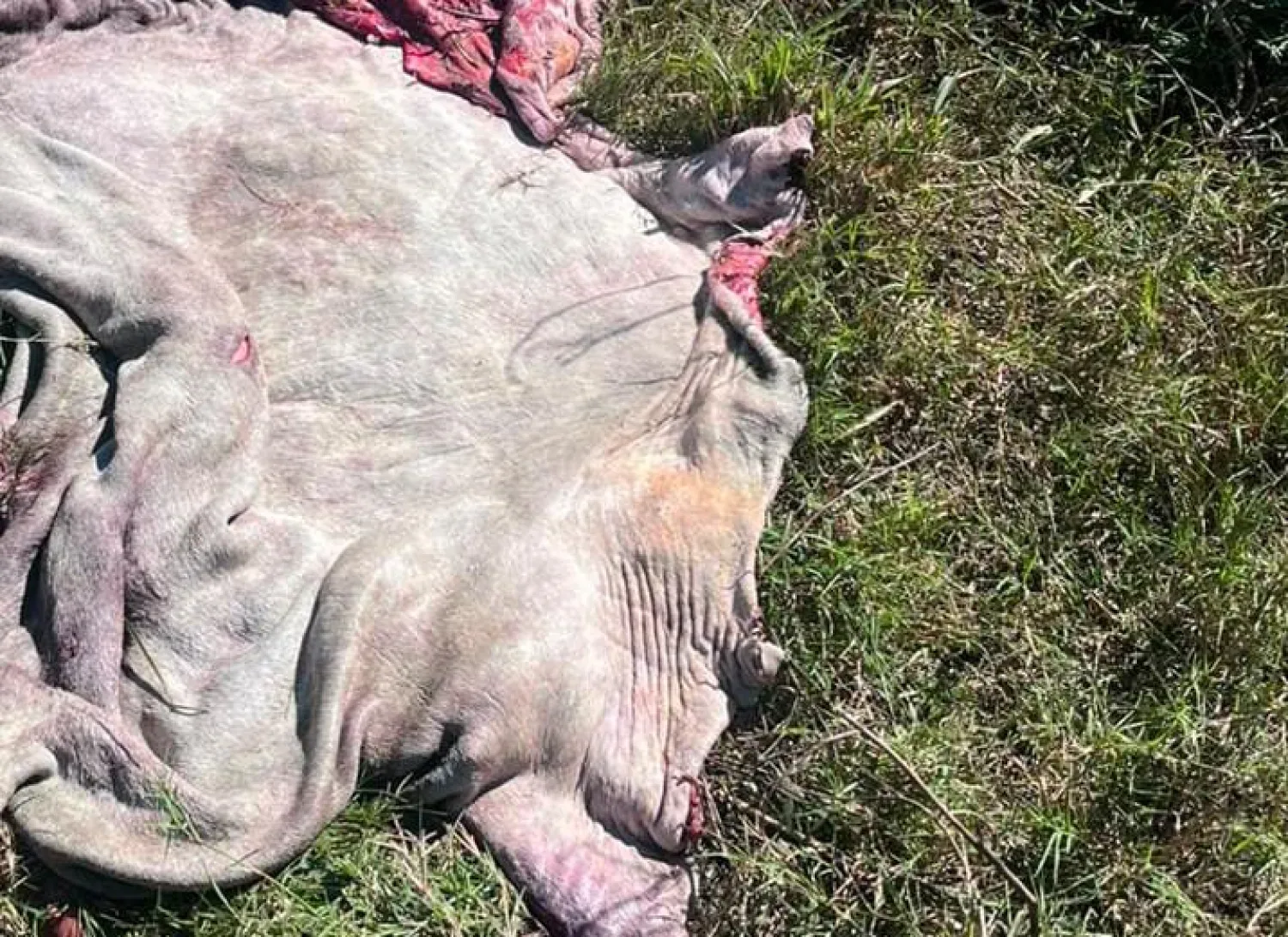 Faenan clandestinamente un animal vacuno en una estancia de Pedro Juan