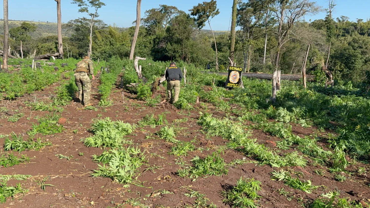 SENAD destruye ocho hectáreas de marihuana y desmantela campamentos narcos en Cerro Corá