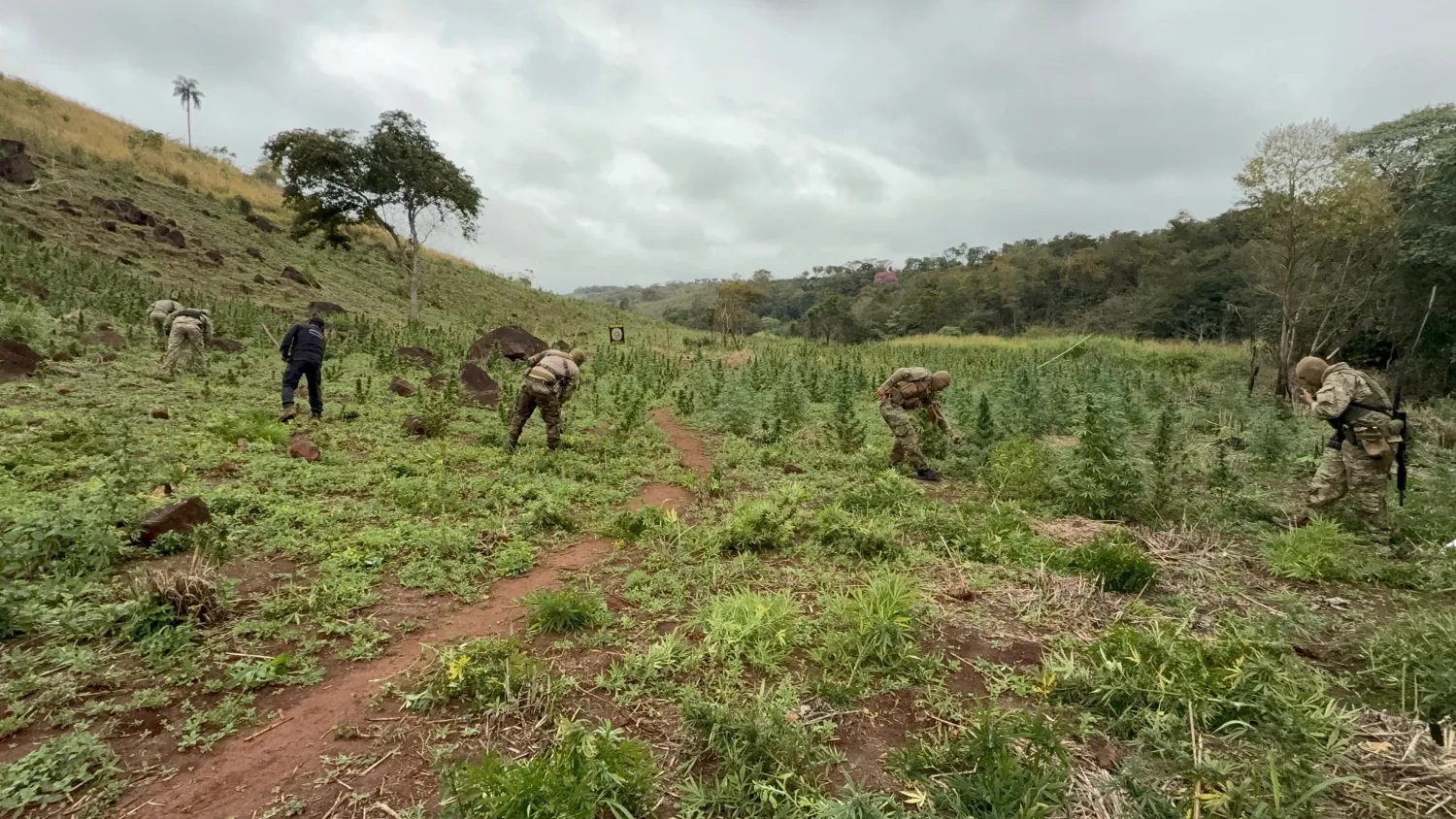 Destruyen más de 3 toneladas de marihuana y 8,5 hectáreas de cultivos en operativo en Capitán Bado