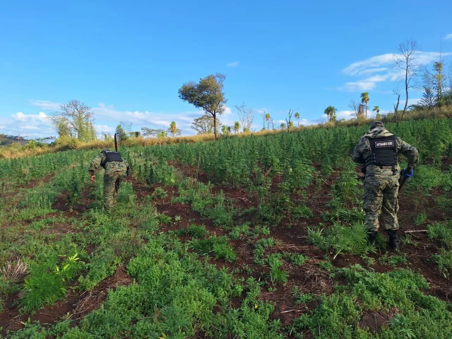 Destruyen seis hectáreas de marihuana durante allanamiento en Cerro Corá