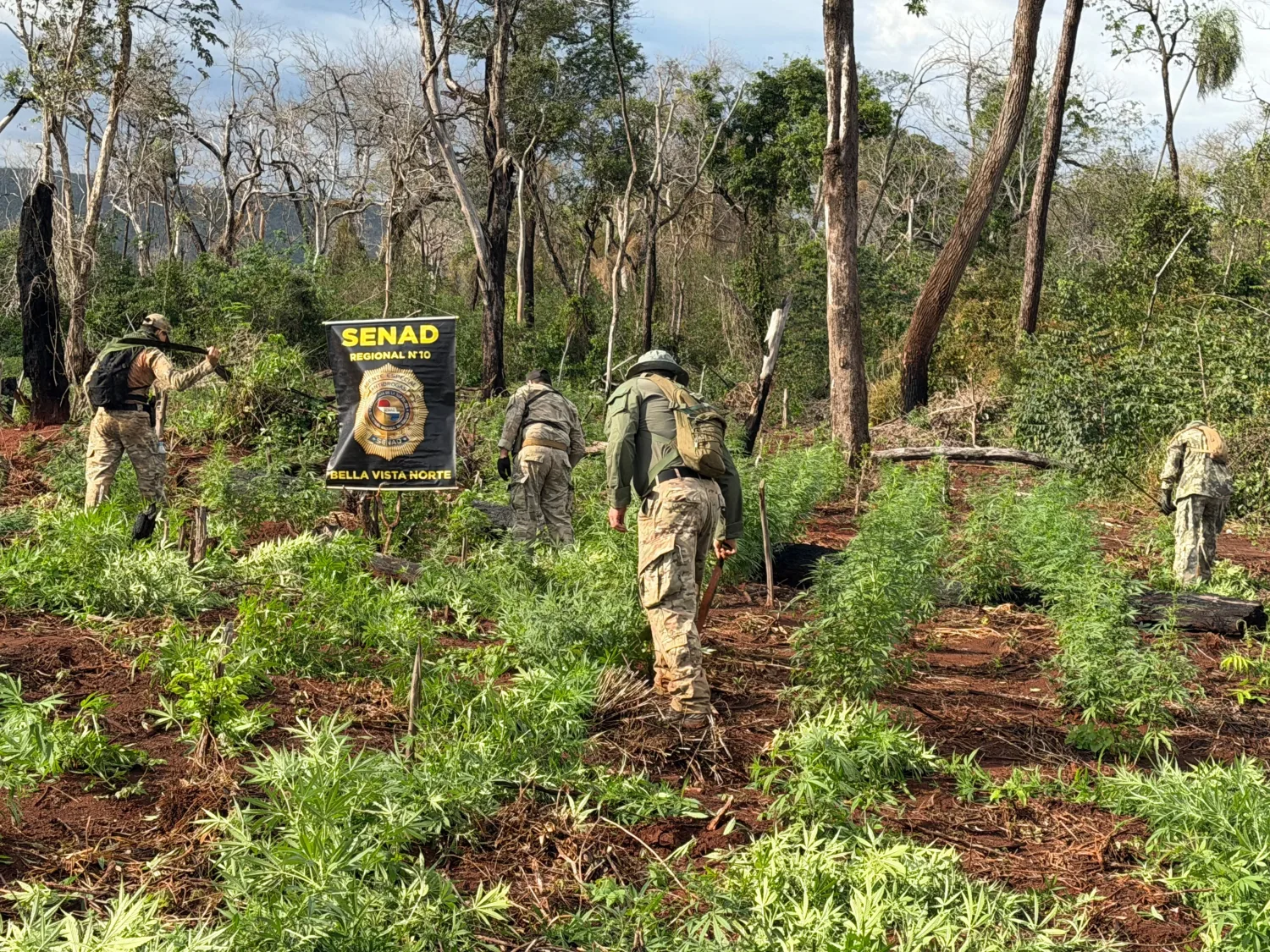 SENAD destruye cultivos de marihuana equivalentes a unas 12 toneladas en Bella Vista Norte
