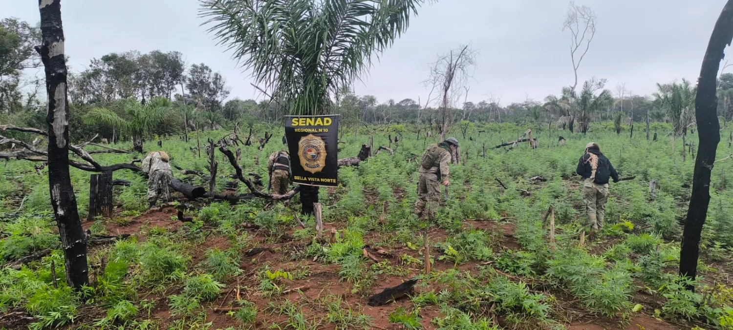 SENAD destruye 15 toneladas de marihuana en Bella Vista Norte