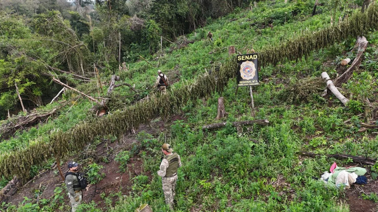 SENAD destruye plantación de marihuana y casi cinco toneladas de droga en Cerro Corá