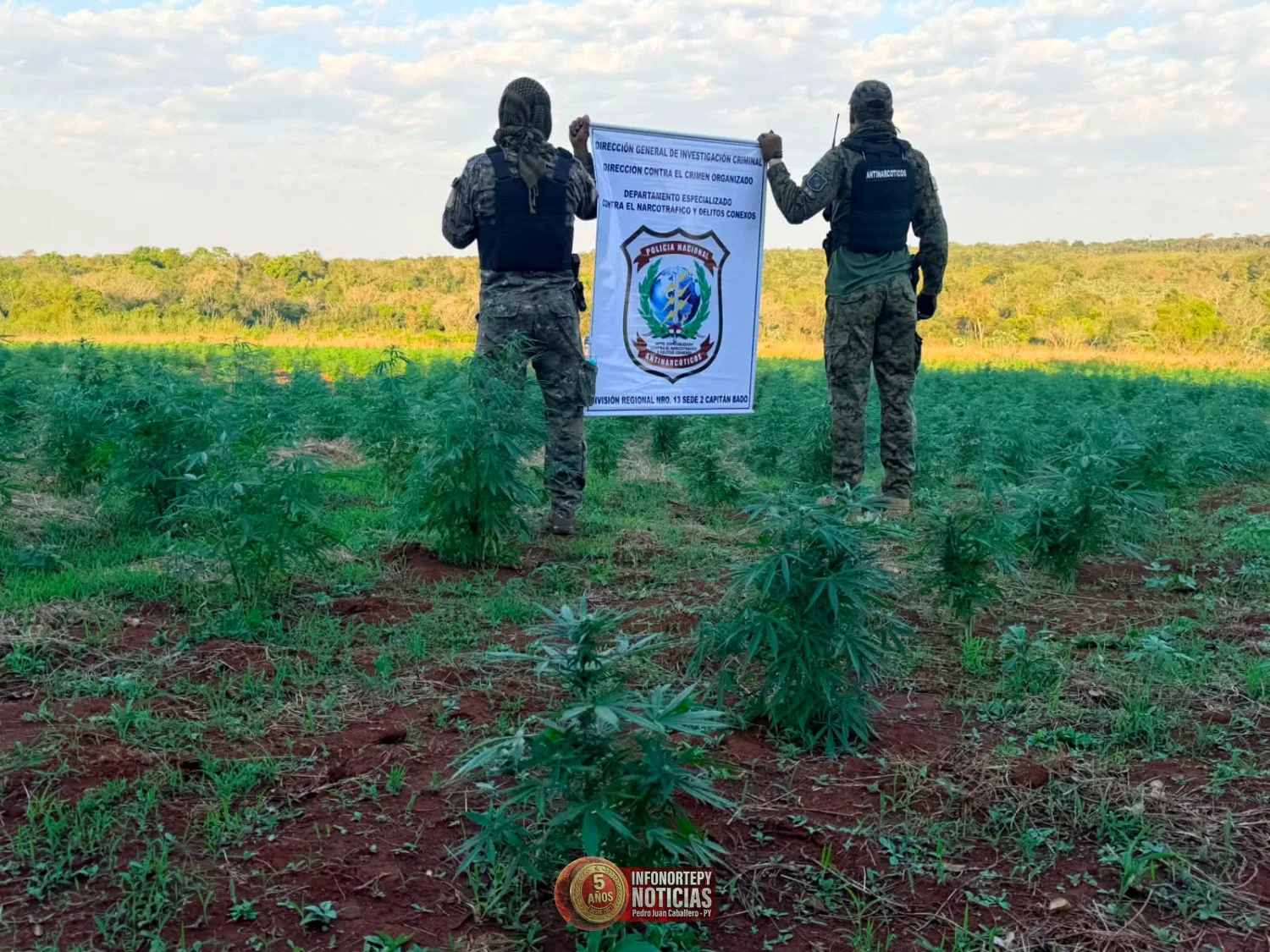 Destruyen cuatro hectáreas de supuesta marihuana durante allanamiento rural en Capitán Bado