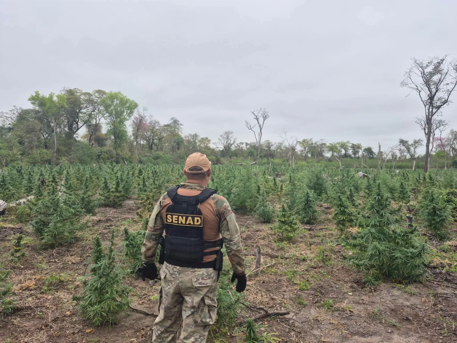 Golpe al narcotráfico: destruyen 20 hectáreas de marihuana en San Carlos del Apa