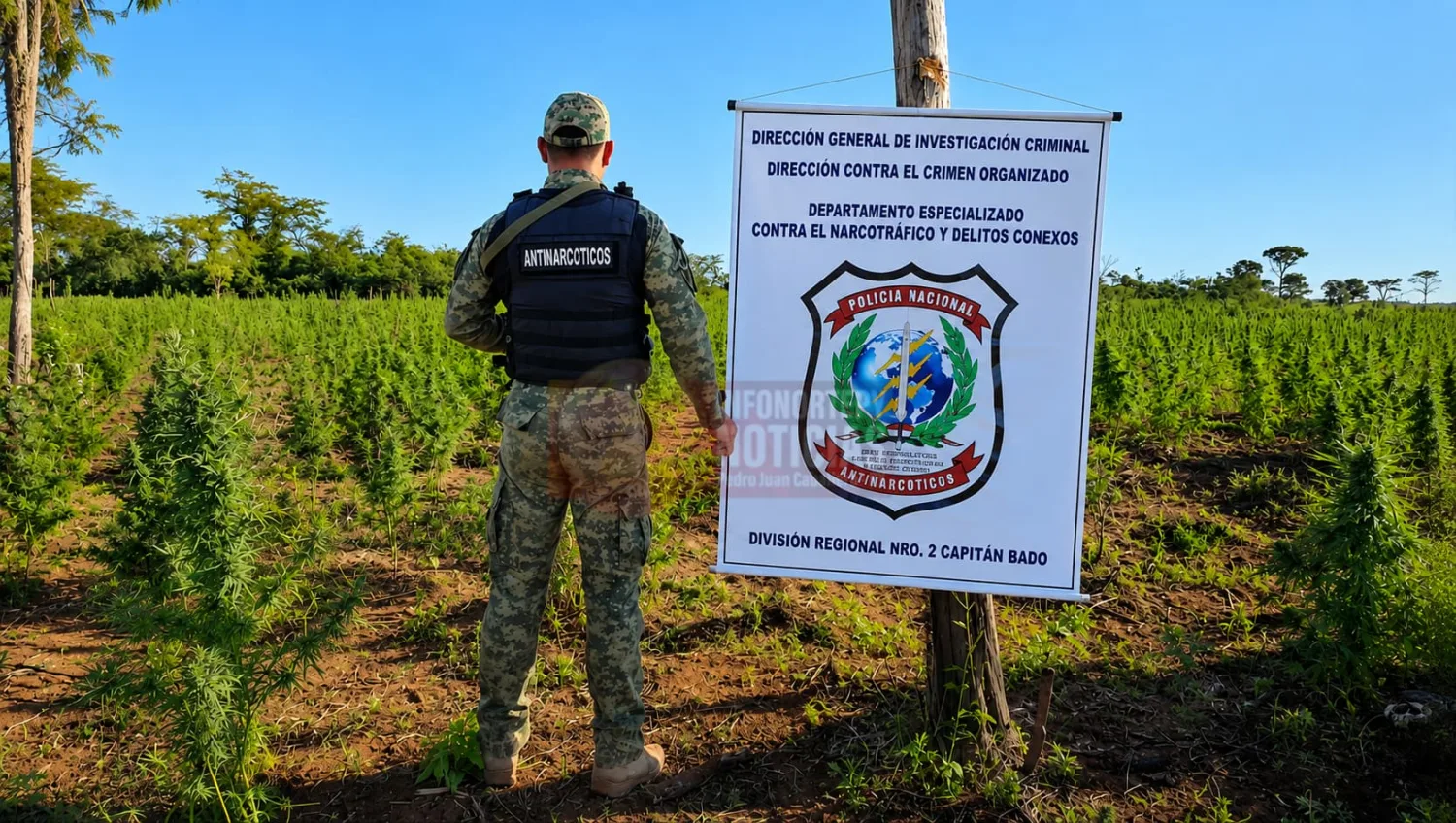 Destruyen dos hectáreas de marihuana en Karapaí