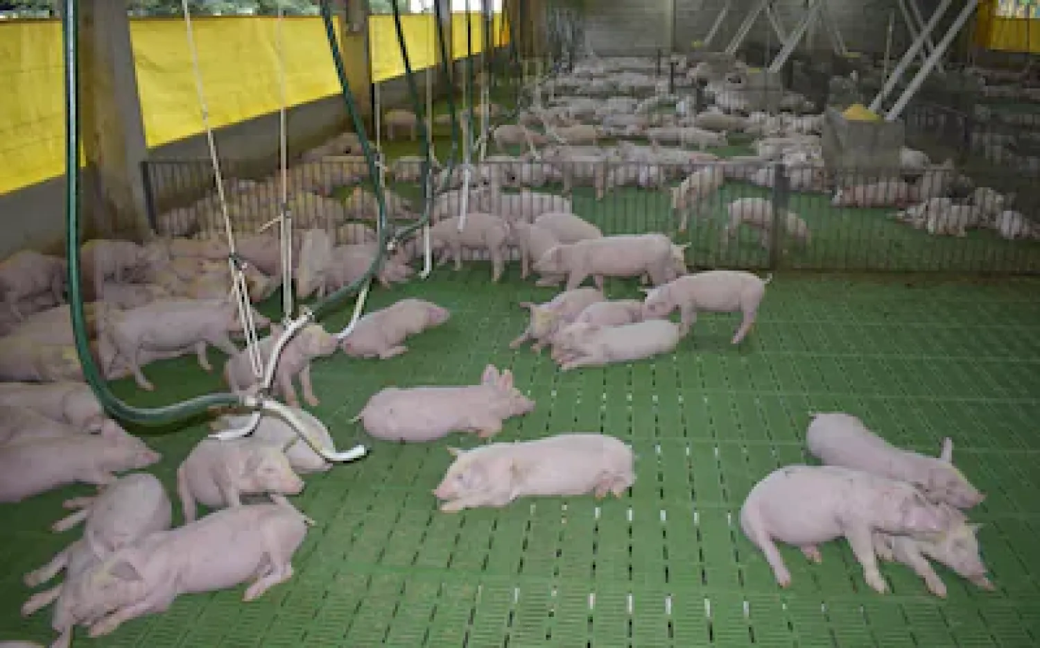 Contrabando de cerdos: productores denuncian ingreso ilegal desde Brasil y apuntan a pasos fronterizos