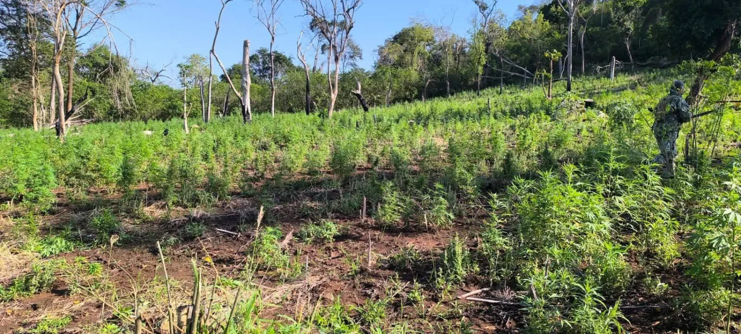 Destruyen cerca de 12 toneladas de marihuana en operativo antidrogas en Bella Vista Norte