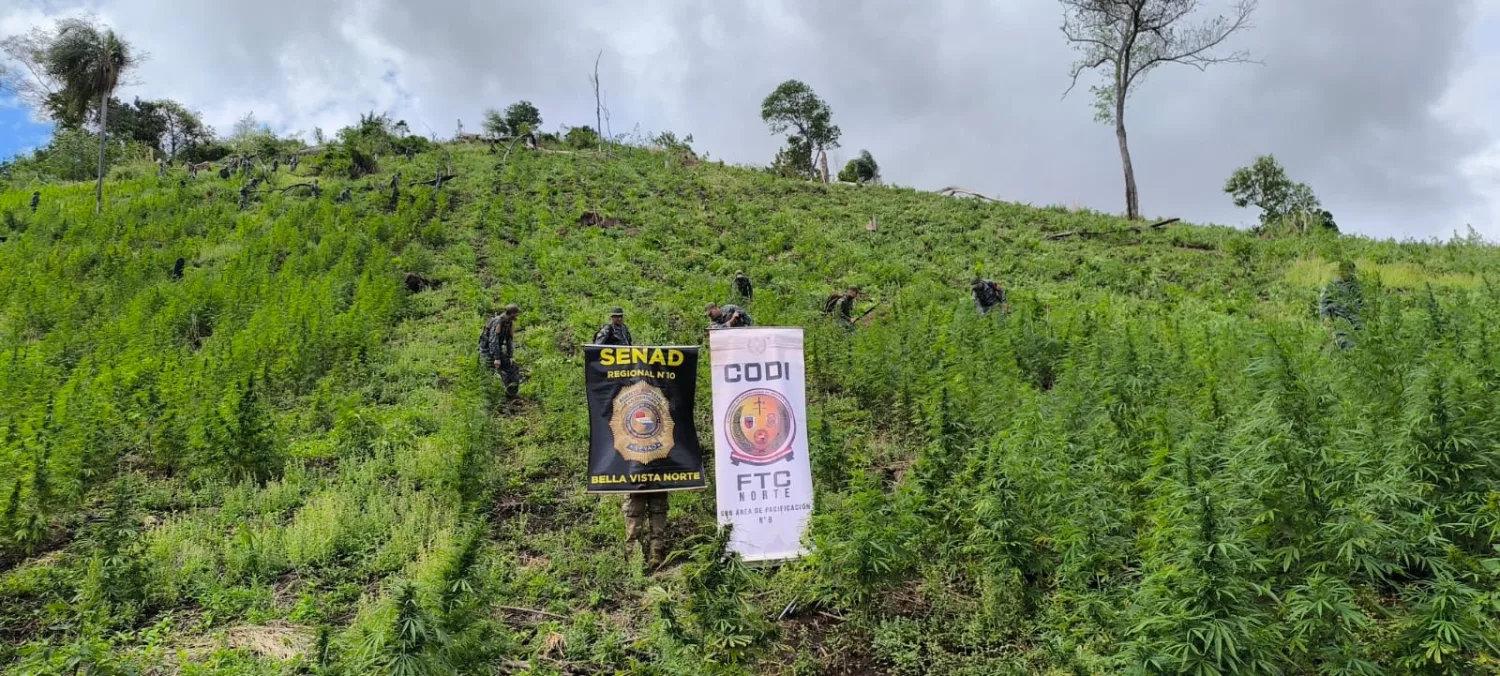SENAD y CODI destruyen más de 46 toneladas de marihuana en Bella Vista Norte