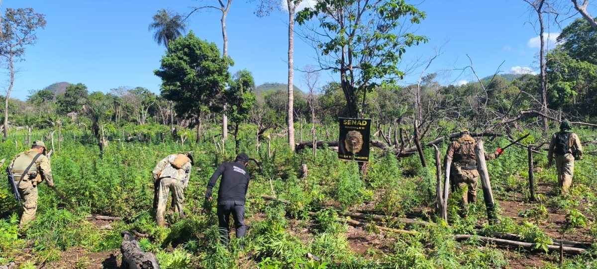 SENAD elimina unas 15 toneladas de marihuana en zona de Alpasa