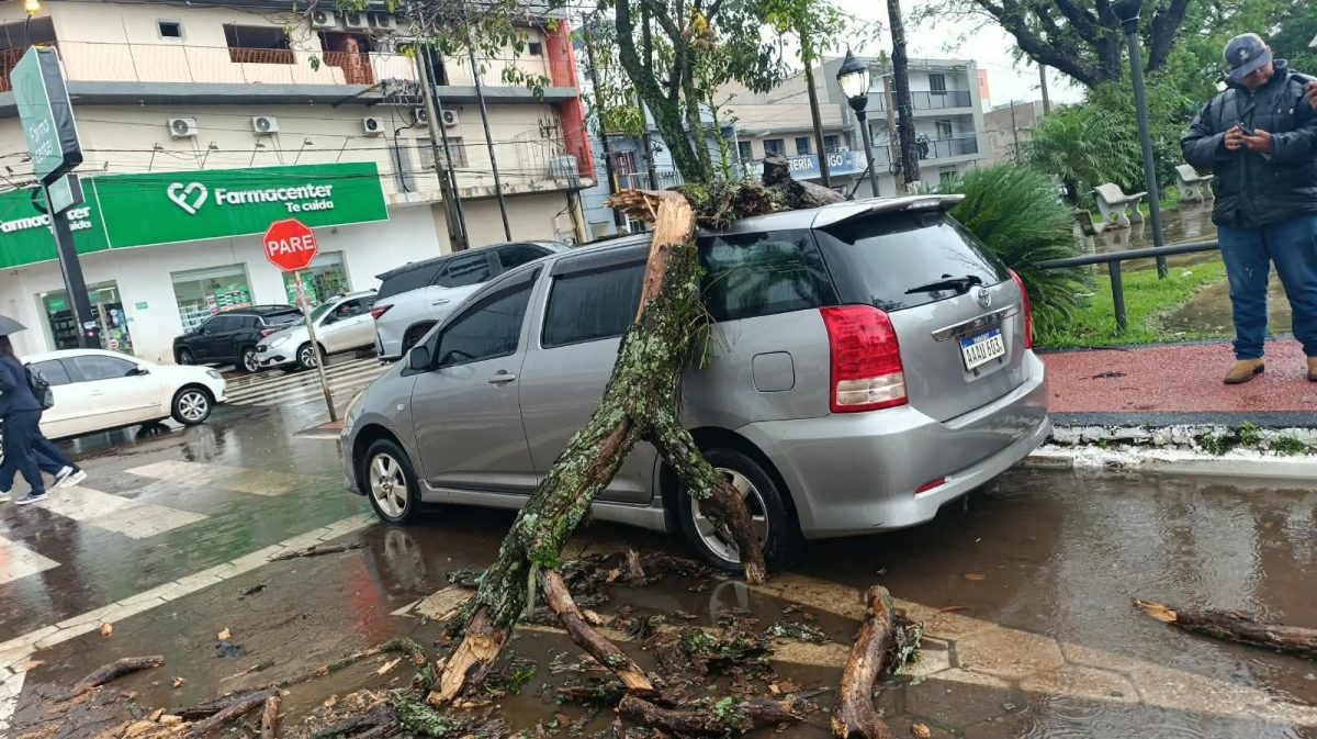 Árbol cayó sobre un automóvil estacionado frente a la Gobernación de Amambay