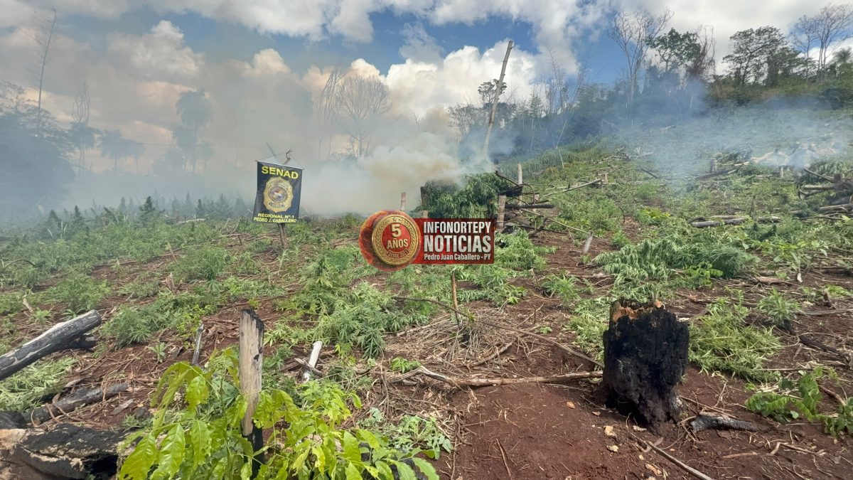SENAD destruye nueve hectáreas de marihuana y 1.800 kilos de droga en Cerro Co