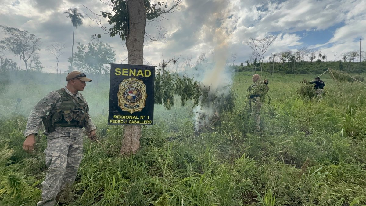Destruyen plantación y 2.750 kilos de marihuana cerca de la base de la FTC en Cerro Corá