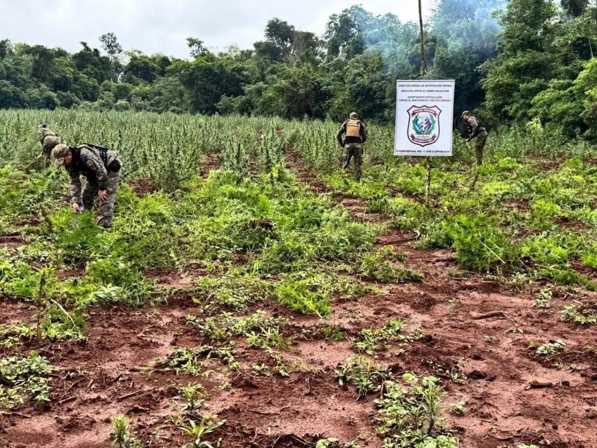 Antinarcóticos destruyen seis hectáreas de marihuana y casi tres toneladas de droga en Capitán Bado