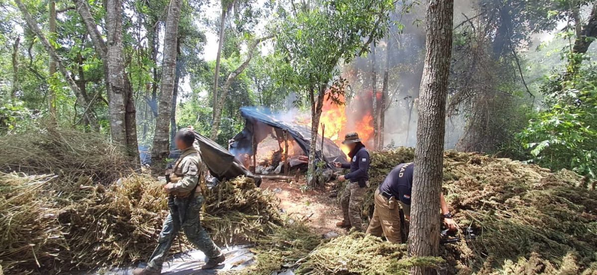 Operación Nueva Alianza: destruyen más de 54 toneladas de marihuana en Capitán Bado