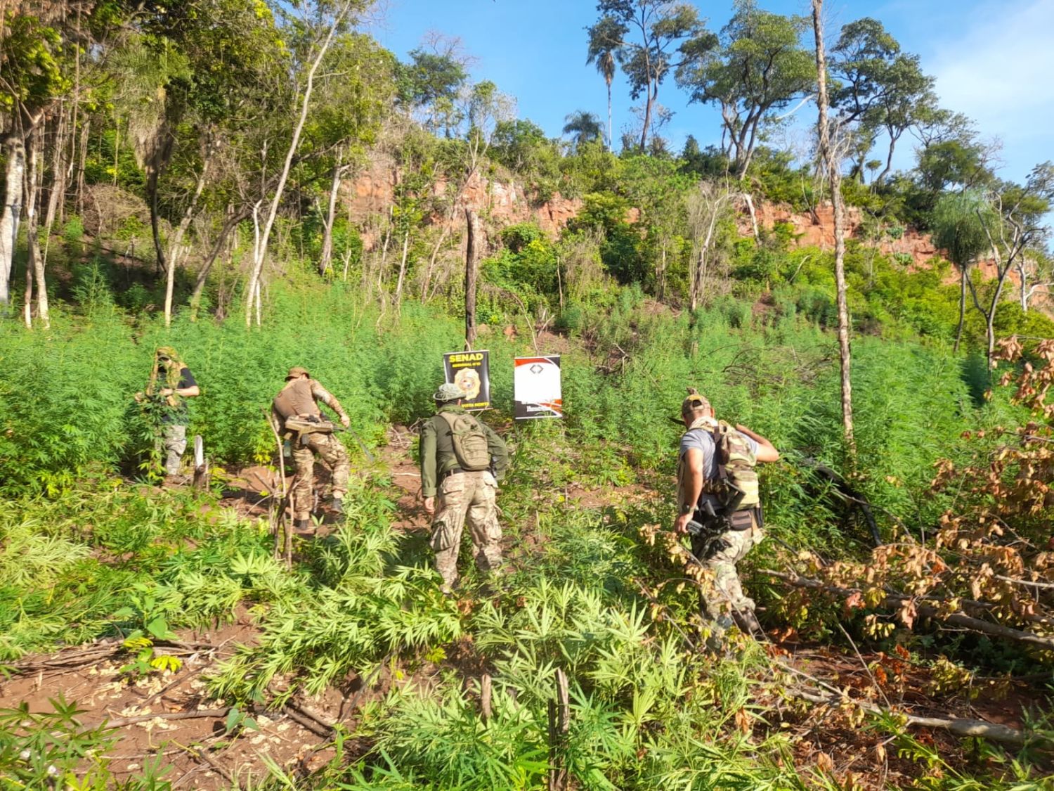 SENAD detecta campamento narco y elimina 15 toneladas de marihuana en Bella Vista Norte