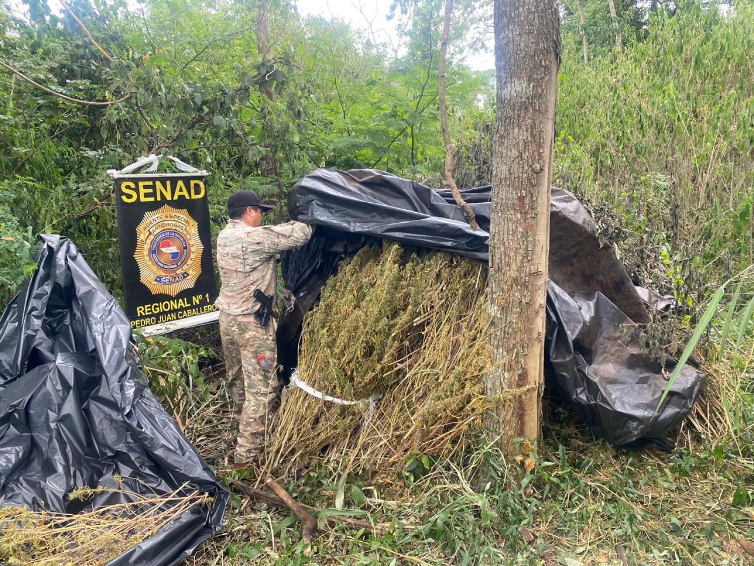 SENAD anula cerca de cinco toneladas de marihuana tras operativo en Capitán Bado