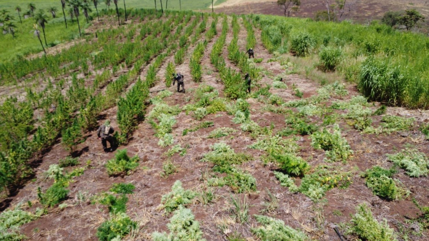 PJC: Destruyen 11 hectáreas de marihuana en operativo antidrogas en Pedro Juan