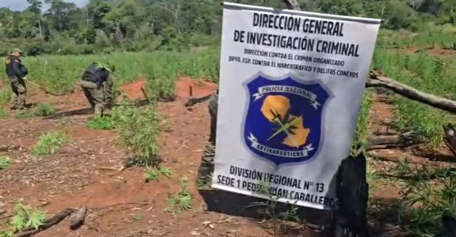 Allanan y destruyen plantaciones de marihuana en Cerro Corá