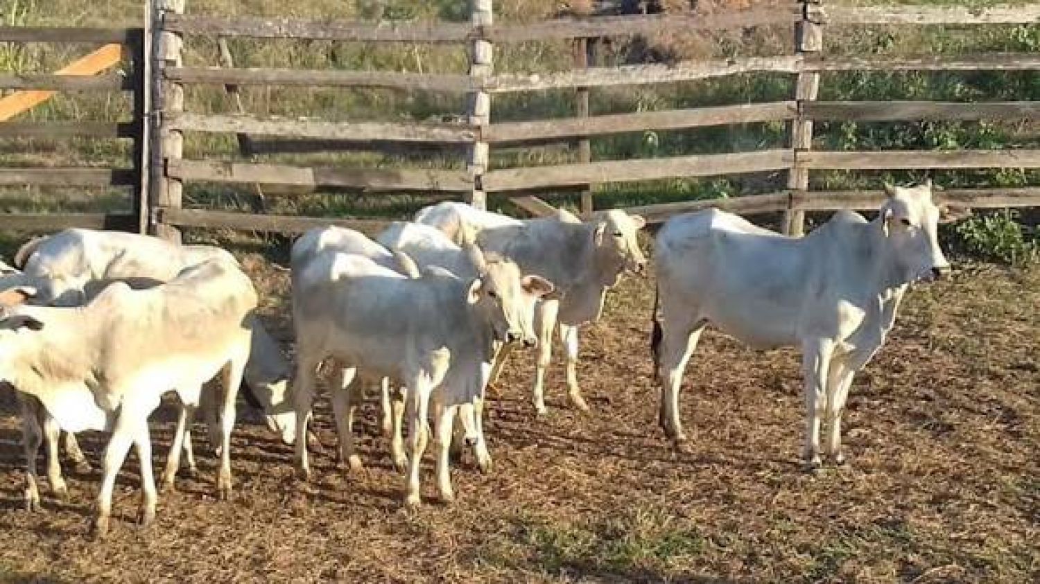 Denuncian faltante de 11 desmamantes en estancia de Cerro Corá