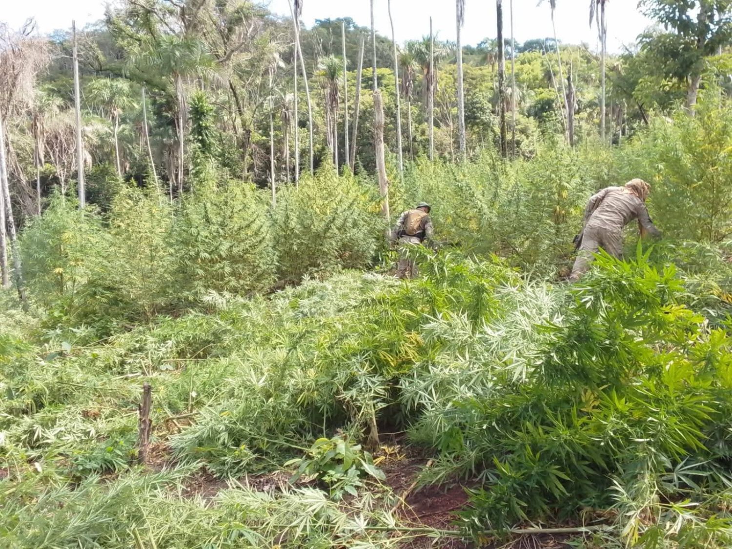 Destruyen 10 hectáreas de marihuana en reserva forestal de Bella Vista