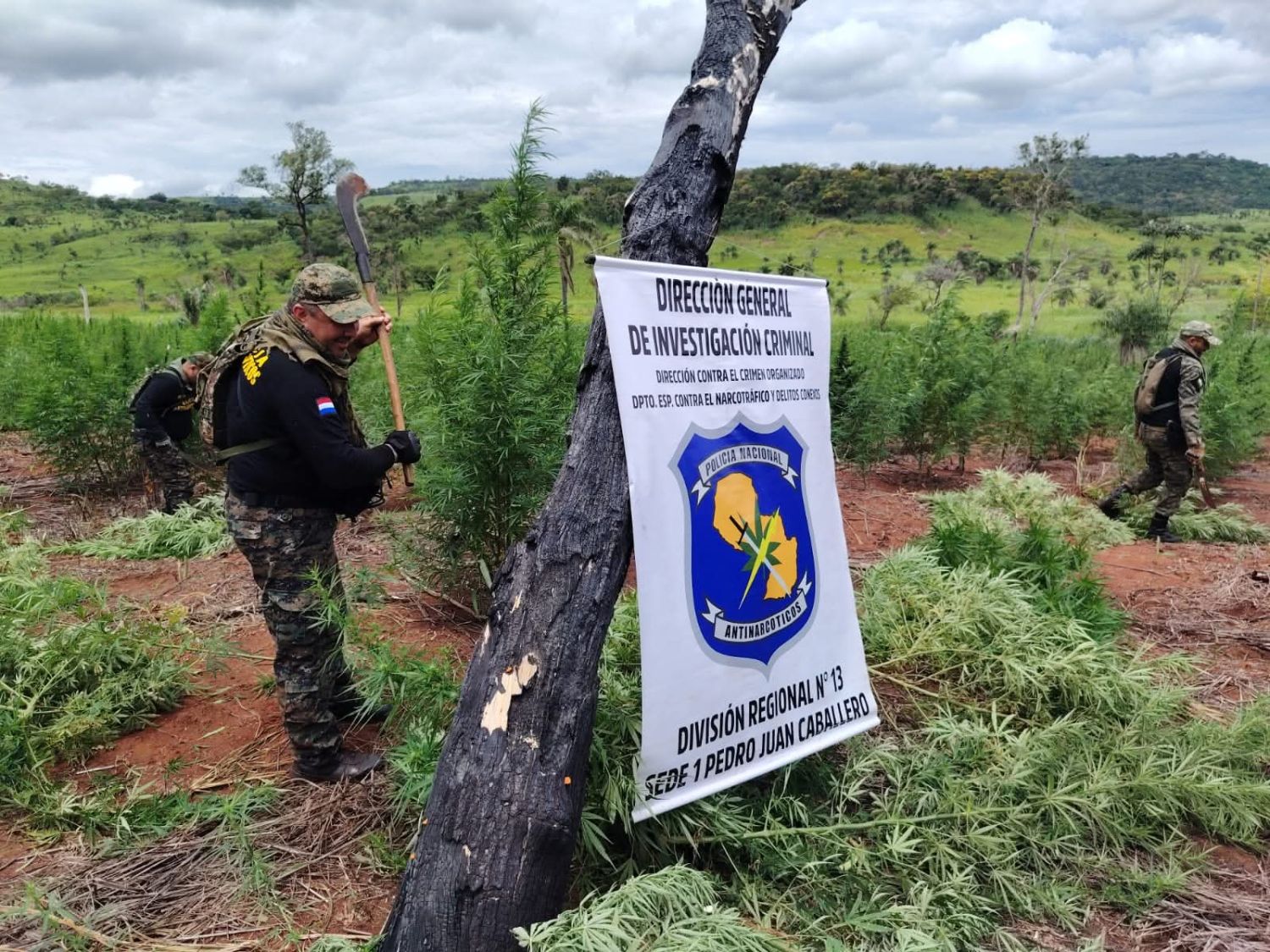 Destruyen 12 hectáreas de supuesta marihuana en Pedro Juan