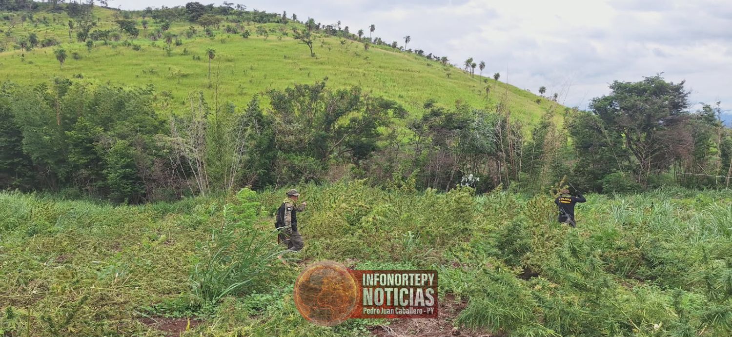 Allanan inmueble rural y destruyen 10 hectáreas de marihuana en Zanja Pytã