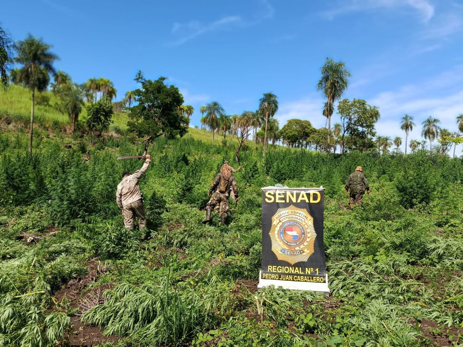 Cerro Corá: erradican 21 toneladas de marihuana en operativo de la SENAD